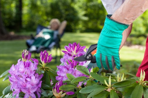A gardener wearing turquoise gloves is trimming a vibrant pink and purple flowering shrub in a well-maintained garden, with a lush green lawn and mature trees in the background. The scene is outdoors on a bright, sunny day, and the garden appears spacious and carefully landscaped, with the flowering plant situated near a paved area. In the distance, a child is relaxing in a garden chair, adding a peaceful, family-friendly atmosphere. The overall setting highlights everyday gardening activities often undertaken by professional gardening services in St Johns Wood, including shrub trimming and outdoor maintenance, contributing to a tidy and aesthetically pleasing outdoor space.