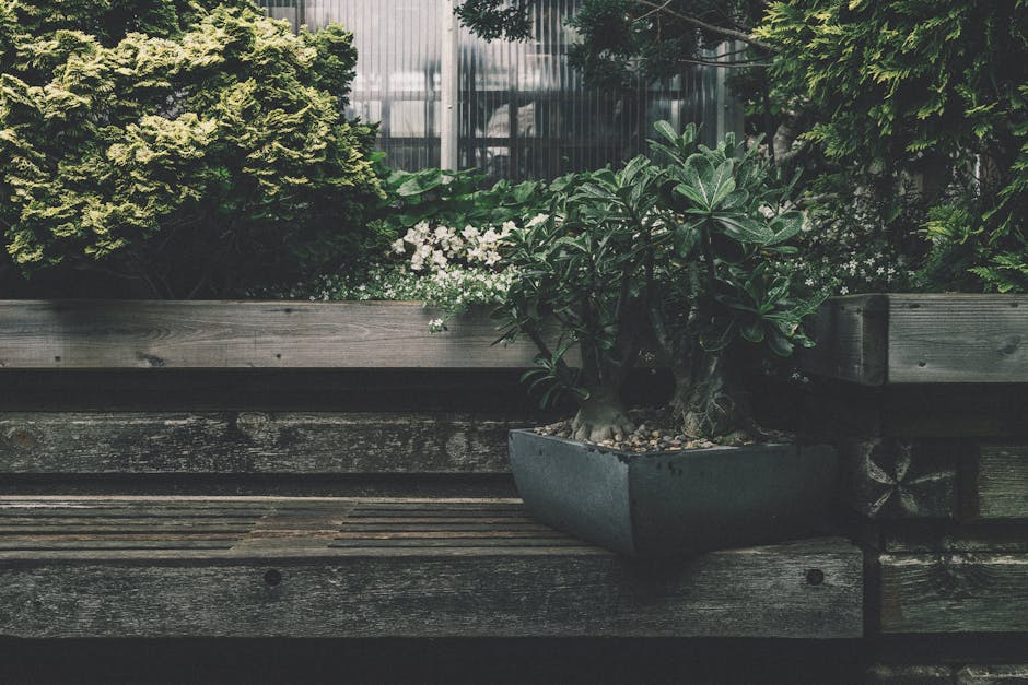 A close-up view of a garden scene featuring a weathered wooden deck with visible grain and slight moss growth. On the deck, there is a rectangular, dark-colored planter containing a healthy, green suc